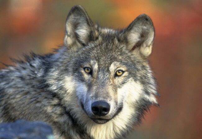 Portrait von einem Wolf, der den Blick direkt in die Kamera gerichtet hat