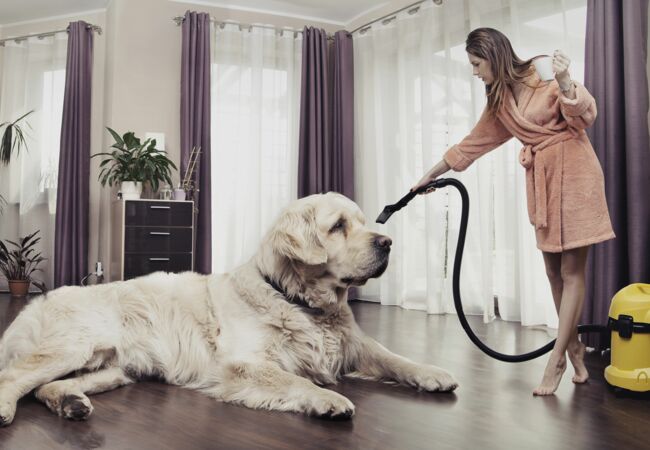 Eine Frau im Bademantel hält einen Staubsauger an den Kopf eines großen, weißen Hundes