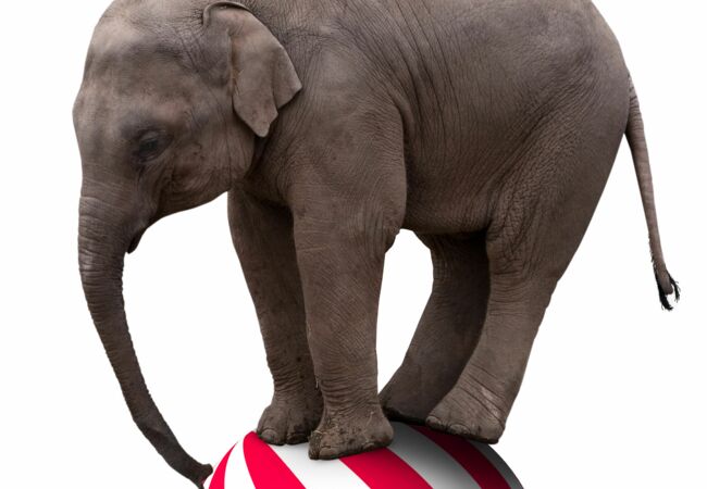 Elefant steht auf einem großen, rot-weiß-gestreiften Zirkusball