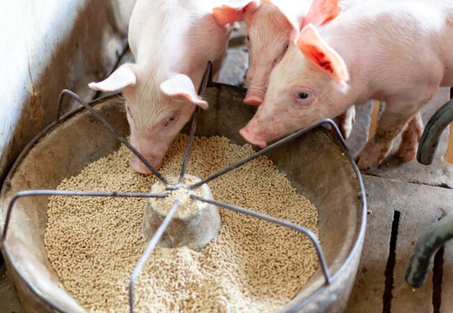 Schweine fressen Getreide aus Trog